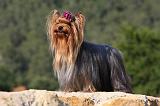 YORKSHIRE TERRIER 530